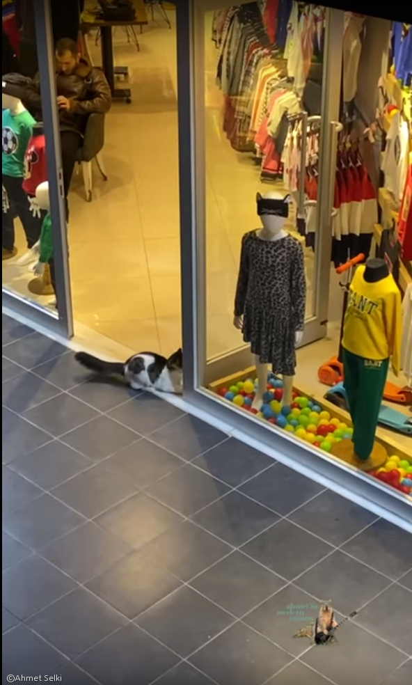 노트펫