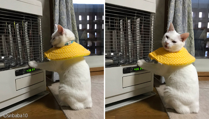 노트펫