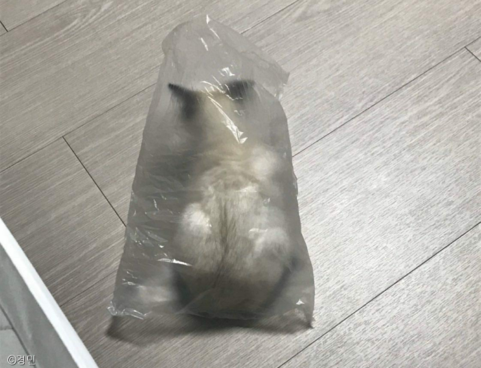 노트펫