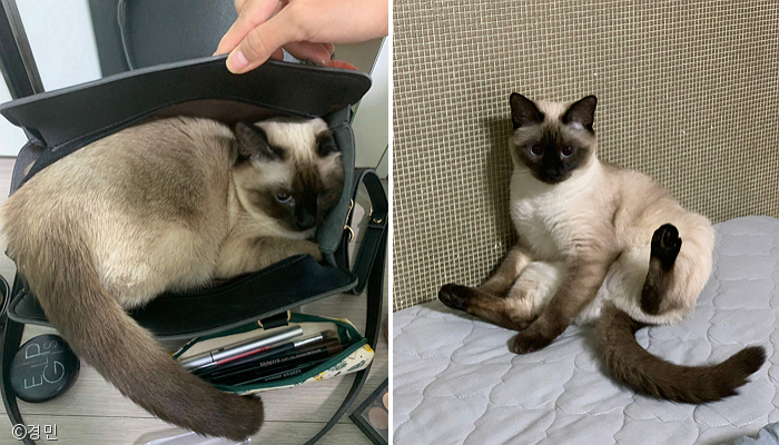 노트펫
