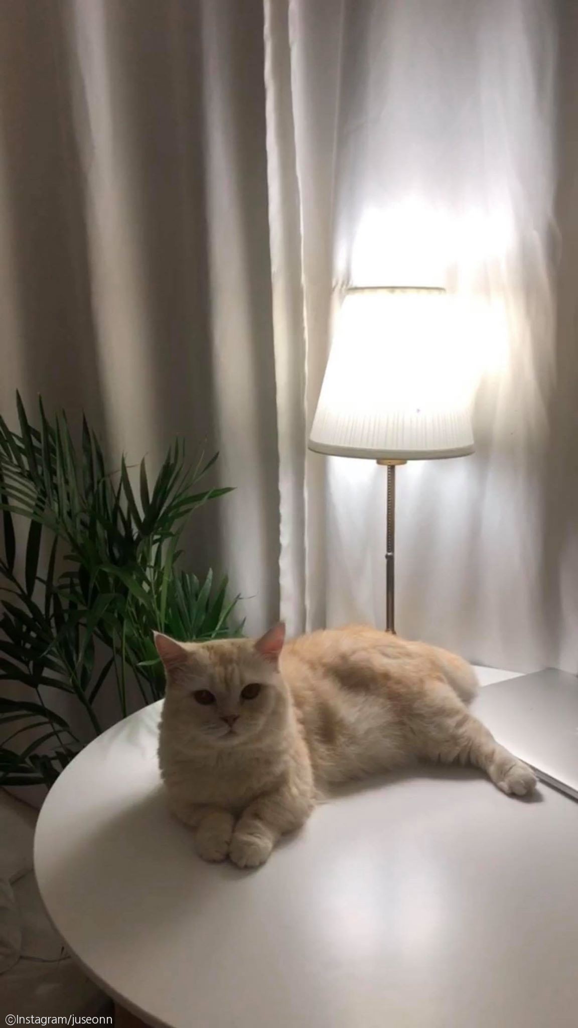 노트펫