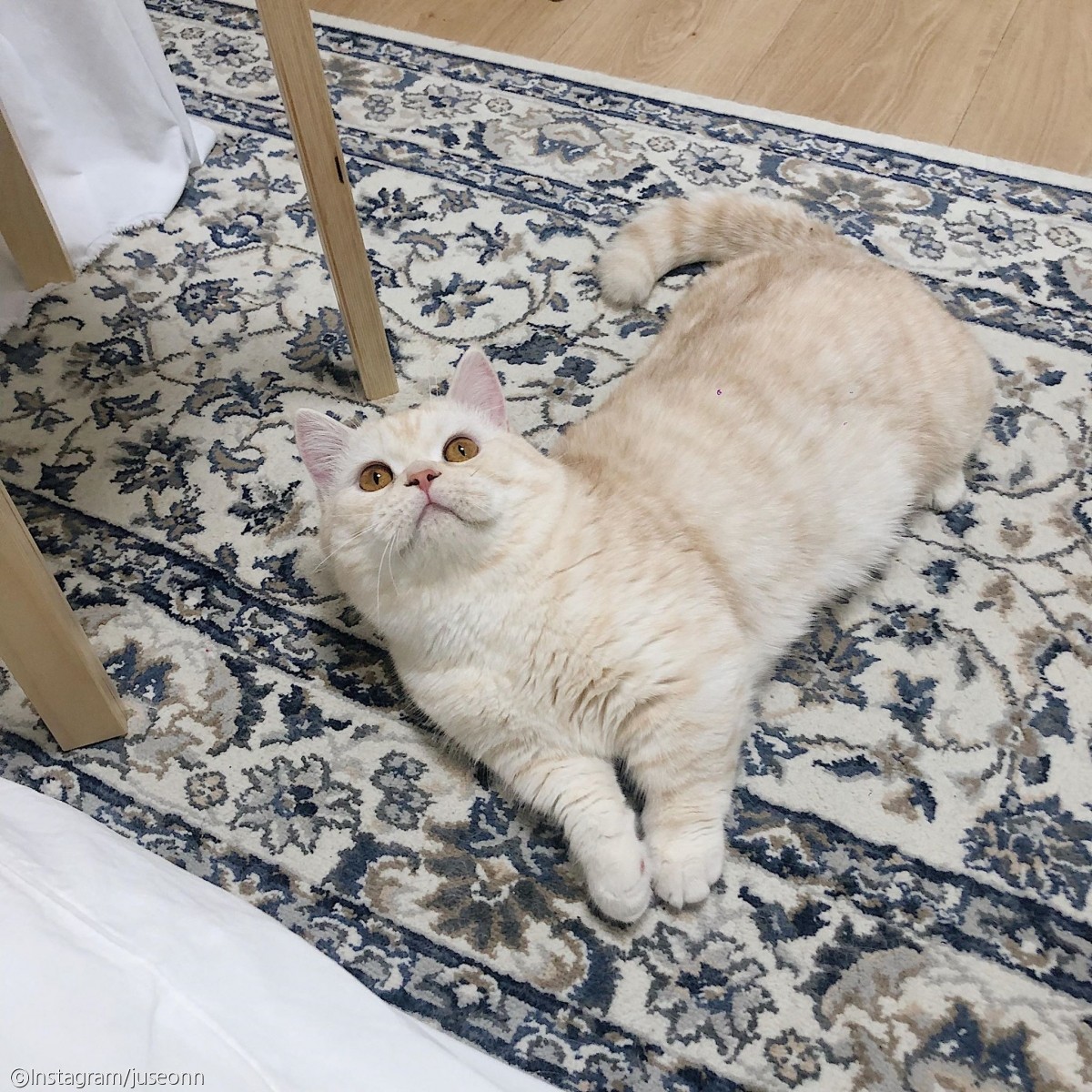 노트펫