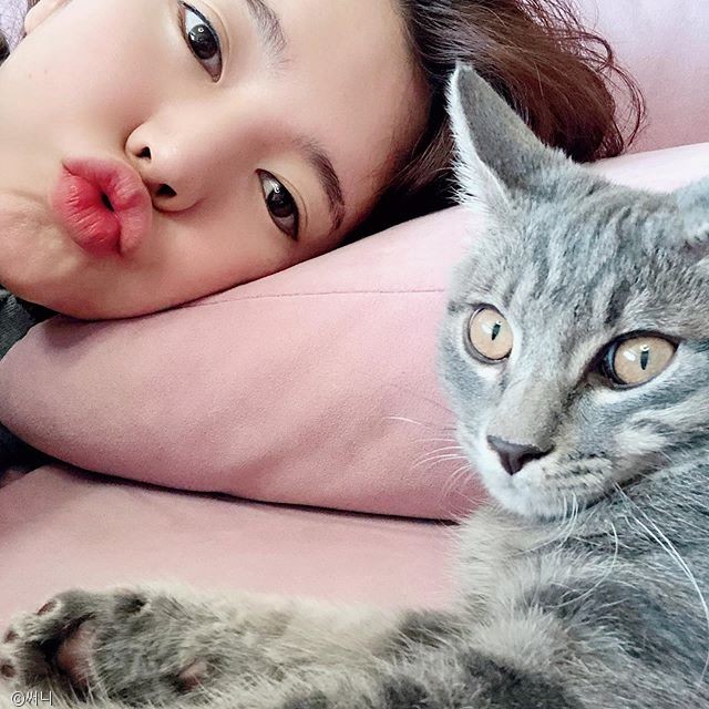 노트펫
