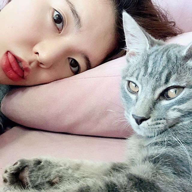 노트펫
