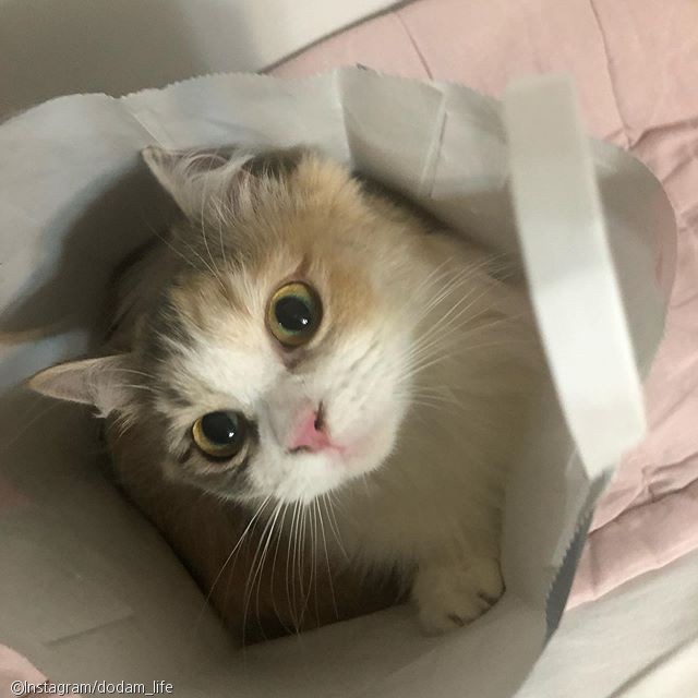 노트펫