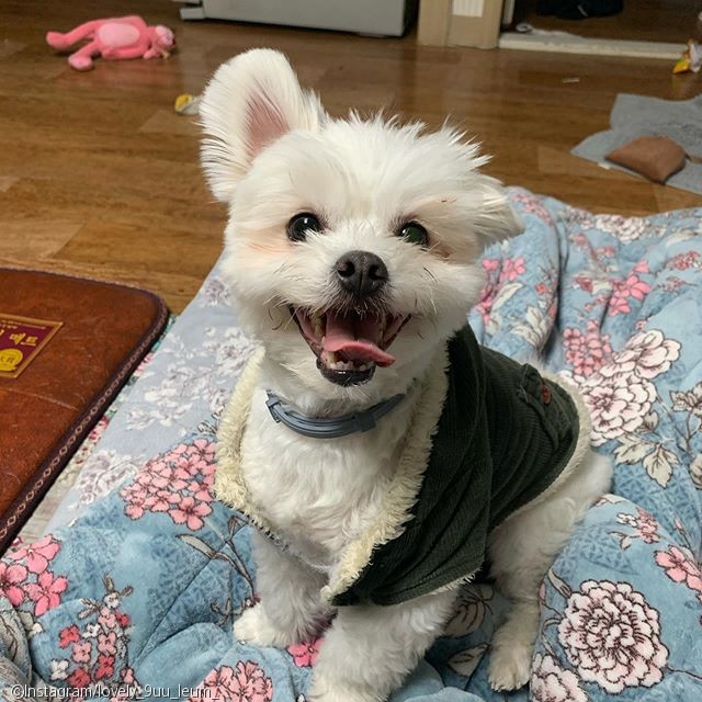 노트펫