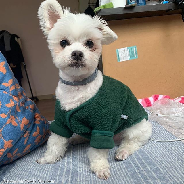 노트펫