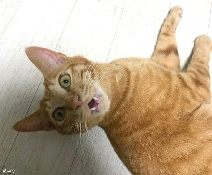 노트펫