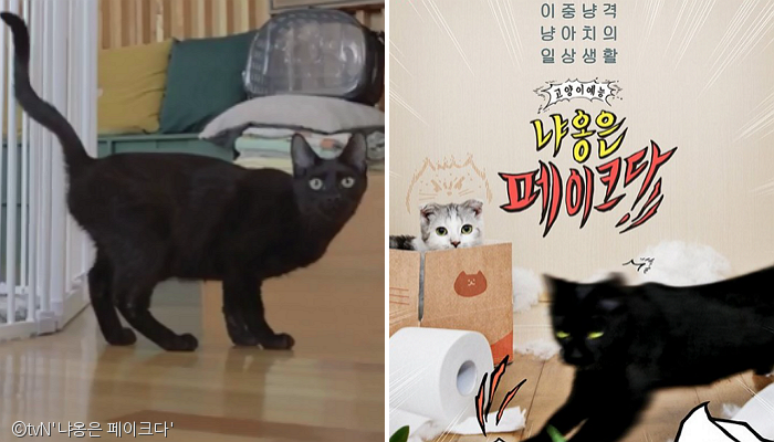 노트펫