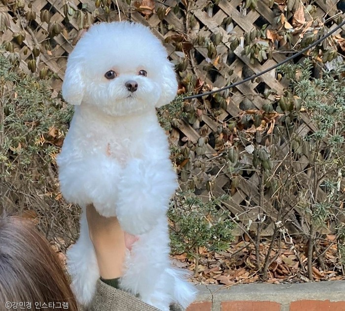 노트펫