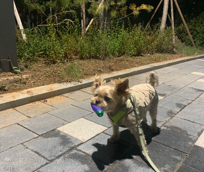 노트펫