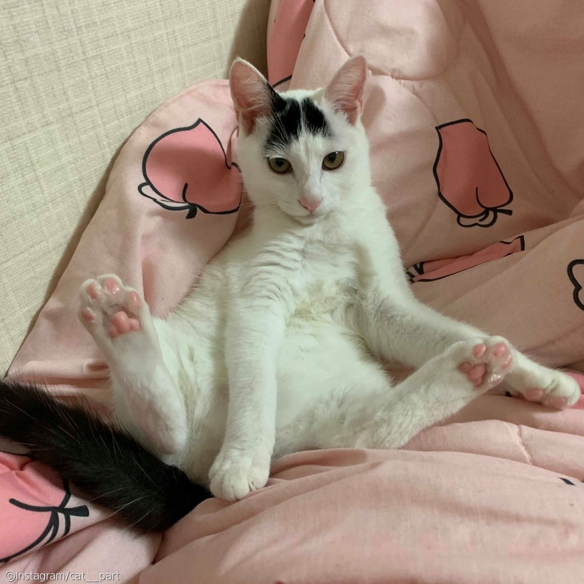 노트펫