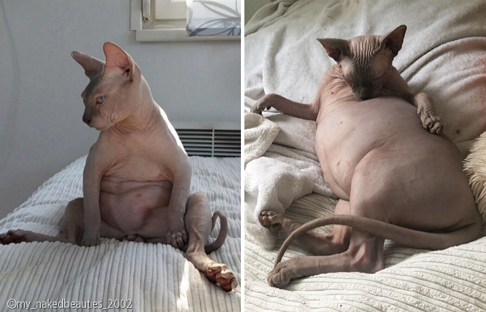 노트펫
