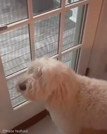 노트펫