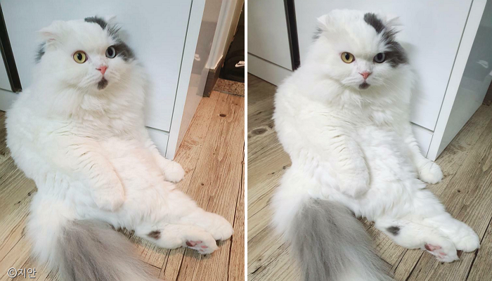 노트펫