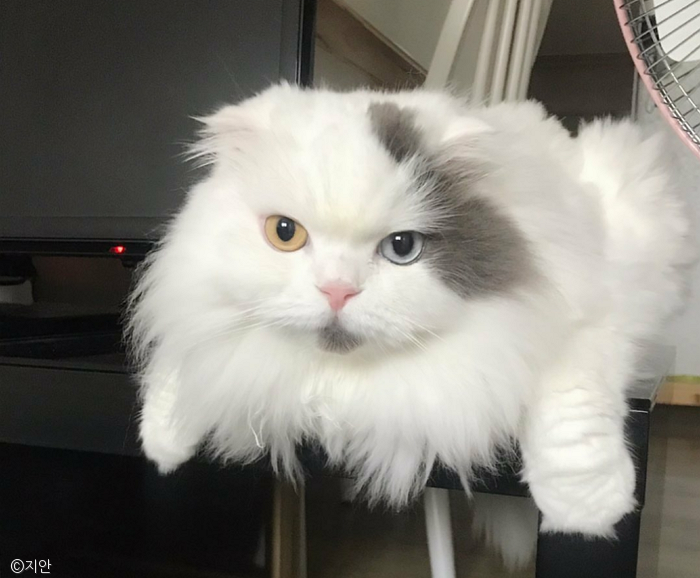 노트펫