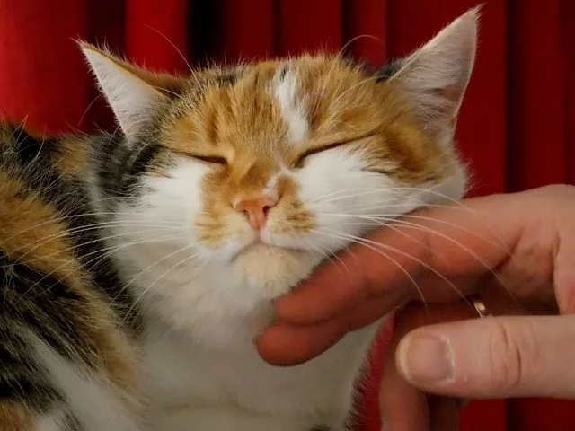 노트펫