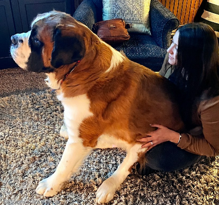 노트펫