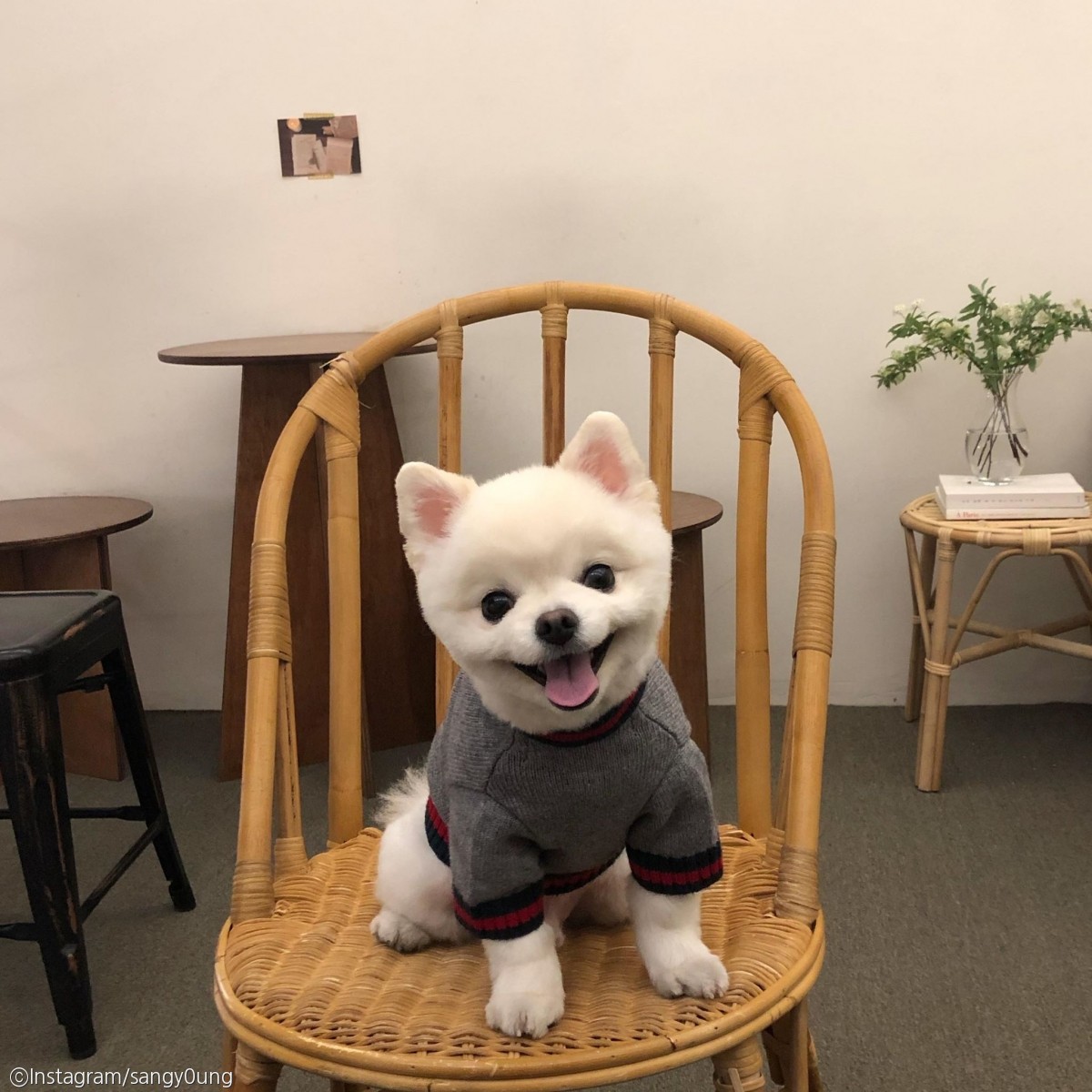 노트펫