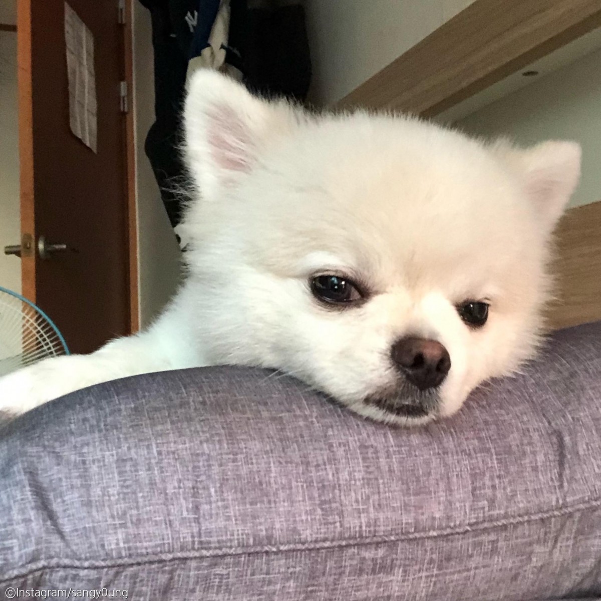 노트펫