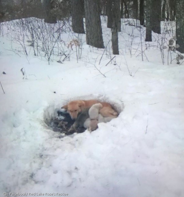 추위를 피하려고 눈밭에 구멍을 파고 들어간 어미개 스노우벨과 강아지들.