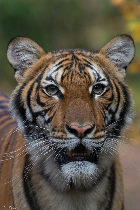 브롱크스동물원의 말레이시아 호랑이. 사진 : 야생동물보호협회(WCS)