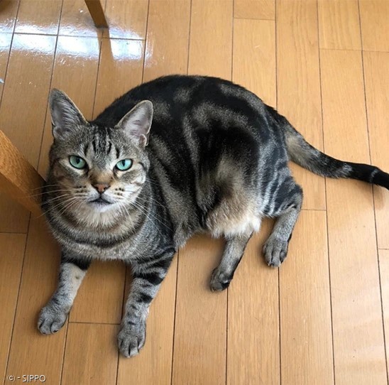 집사 키모토의 고양이 아메는 초록빛 눈을 가진 예쁜 고양이다. 