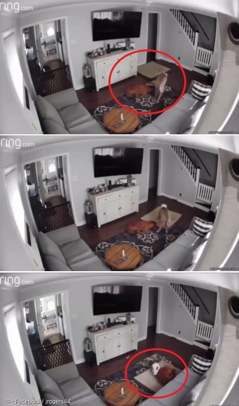 스팽키가 아픈 형 로먼을 위해서 반려견 침대를 가져다준 모습이 카메라에 포착됐다.