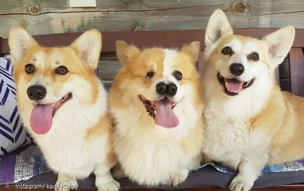 네쿠(가운데)는 다른 웰시코기 개들과 똑같이 행복한 삶을 살고 있다.