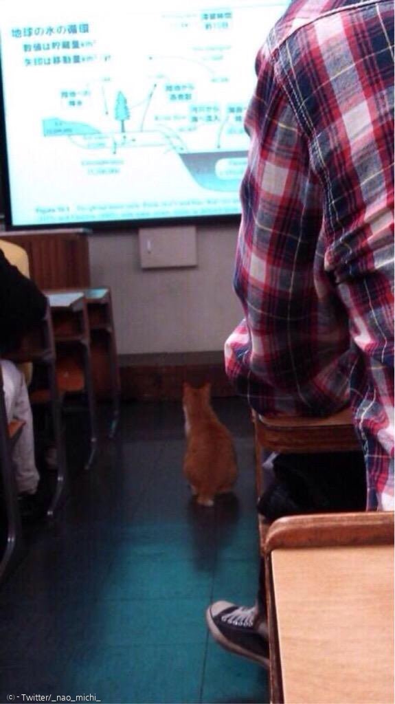 강의실 앞에서 강의를 듣는 고양이 폰타. 하지만 초심을 잃은 지 오래다.