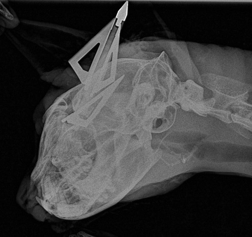 군산에서 화살촉이 박힌 채 발견된 고양이의 엑스레이 사진.  사진 동물자유연대