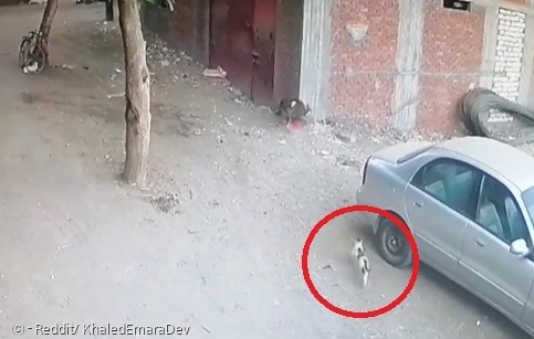 길고양이(빨간 원)가 쏜살같이 나타나서, 아이를 공격한 개에게 달려들었다.