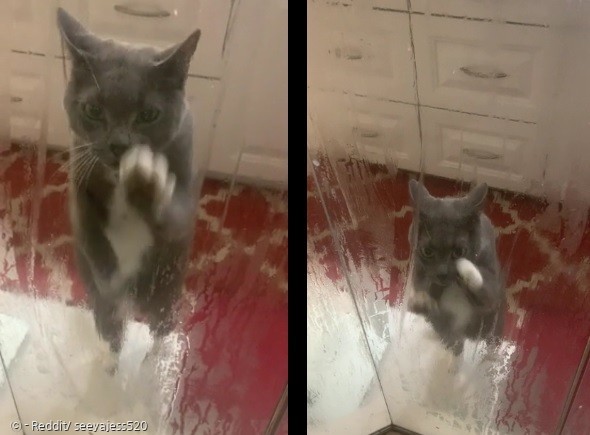 회색 고양이 더스티가 애타게 샤워실 유리문을 긁었다.