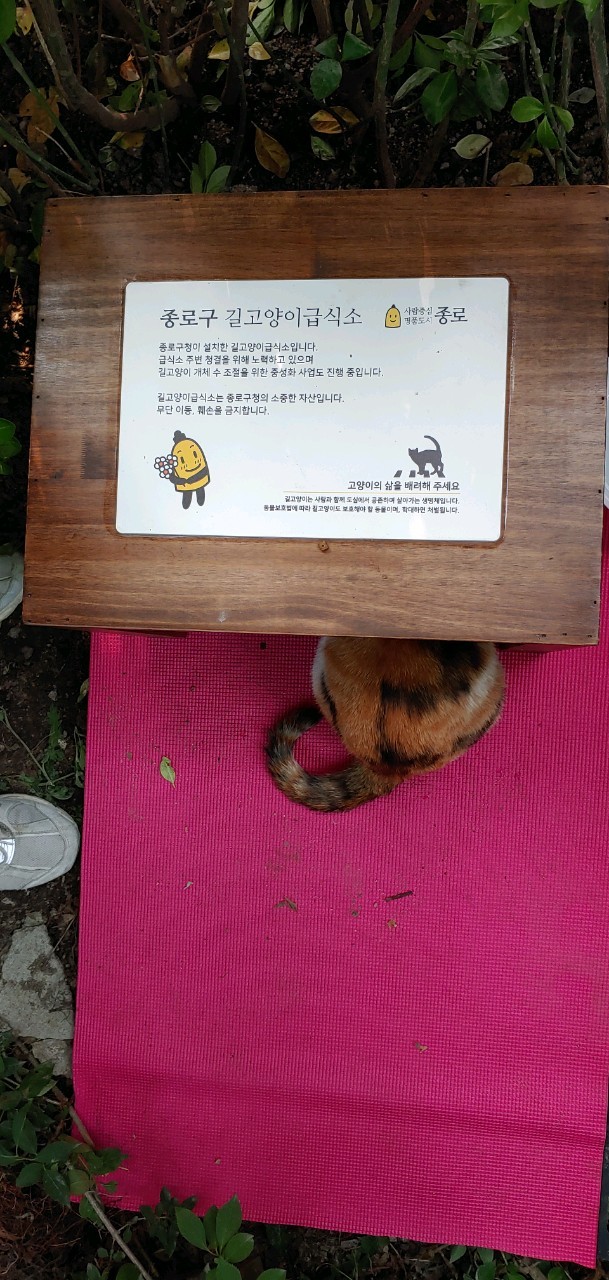 종로구 길고양이 급식소. 종로구는 2016년 서울 지자체 두번째로 급식소를 설치했고 종로구 캣맘협의회의 활발한 참여 덕분에 현재 20개소 넘는 급식소를 운영하고 있다. 