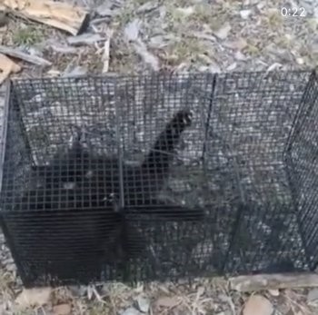 고어전문방에서 공유된 영상 캡쳐. 철창에 길고양이가 갇혀 있다. 