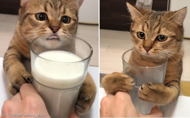 빈 잔을 부둥켜안고 집사에게 원망의 시선을 보낸 고양이 미니라(오른쪽 사진). 고양이가 집사의 우유를 뺏어먹으려다가, 집사를 지각시켰다. [출처: Twitter/ minira_diary]
