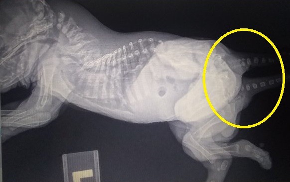 방사선 사진에서 스키퍼의 꼬리가 2개라는 사실을 확인할 수 있다. [출처: Facebook/ Skippers-Journey]