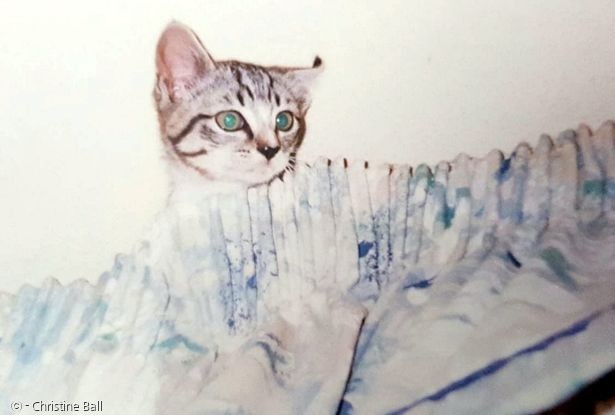 20년 전 실종된 고양이 피비가 22살이 되어서 집사 품에 돌아왔다. 지난 2001년 2살이던 피비의 모습. [출처: 크리스틴 볼]
