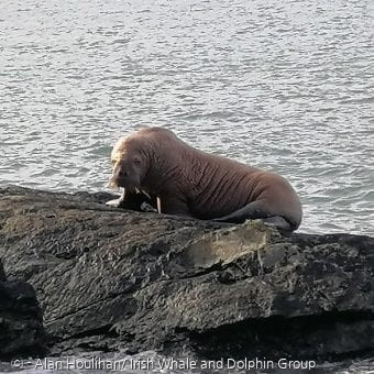 아일랜드 발렌티아 섬에 북극에 사는 바다코끼리가 나타났다. [출처: Alan Houlihan/ Irish Whale and Dolphin Group]