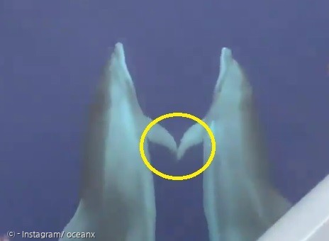미국 오션X 잠수사들이 바다에서 지느러미를 잡고 헤엄친 큰돌고래 2마리를 목격했다. [출처: Instagram/ oceanx]