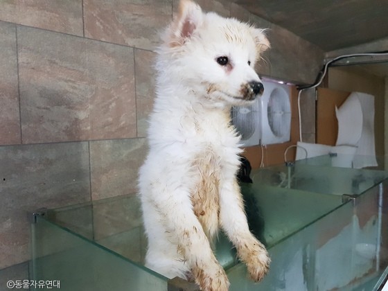 지난 2018년 초 적발된 신종펫숍에서 구조된 파양 강아지. 
