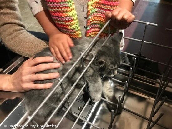 미국 오리건 주 잭슨 카운티 소방서는 지난 2019년 10월 식기세척기 선반 틈새에 낀 회색고양이를 구출했다. [출처: 잭슨카운티 소방서]