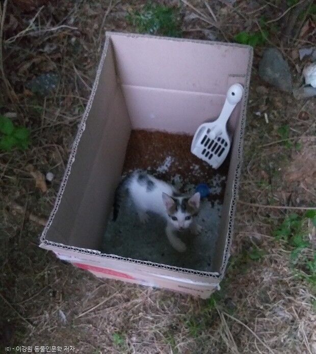 어미를 잃고 거리를 배회하던 새끼 길고양이가 아파트 주민들에 의해 구조되었다. 2019년 6월 촬영