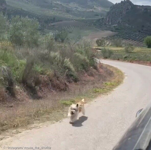 버려진 개 목시가 스페인 시골길에서 마르티나 루소의 차를 끝까지 쫓아왔다. [출처: 목시 인스타그램]