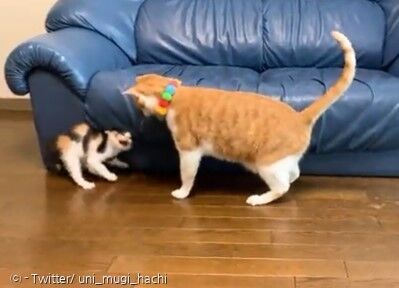 고양이 무기가 아기고양이와 친해지려고 다가가자, 아기고양이가 하악질을 했다. [출처: Twitter/ uni_mugi_hachi]