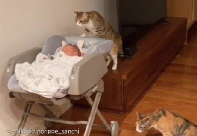 고양이가 신입 아기에게 호기심을 보였다. [출처: TikTok/ norippe_sanchi]