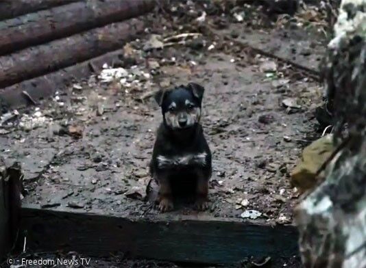 우크라이나군 신병 강아지 람보. [출처: 프리덤뉴스TV]