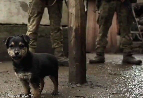 강아지 람보는 우크라이나군 참호에서 살면서, 경비를 선다.