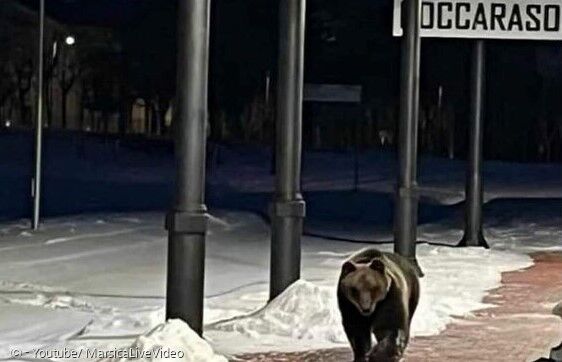 로카라소 기차역에 출몰한 야생 곰 후안 카리토. [출처: 유튜브/ MarsicaLiveVideo]