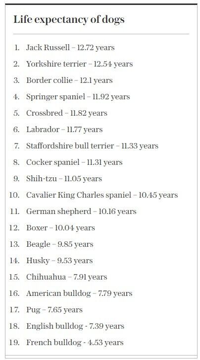 영국 왕립수의대학교가 영국 반려견 18종과 믹스견의 기대수명을 조사했다.